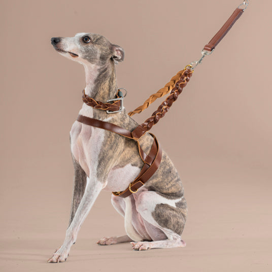 Braided Brown Leather Dog Harness - Barknod