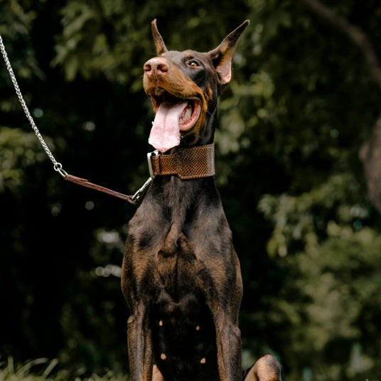 Brown Snakeskin Dog Collar - Barknod