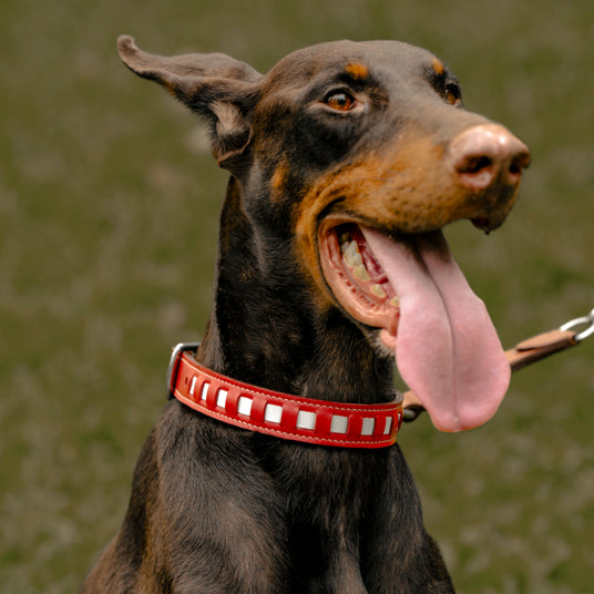 Red Square-Cutout Leather Dog Collar - Barknod