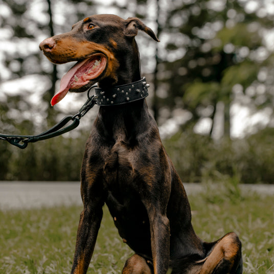 Black Studded Dog Collar - Barknod