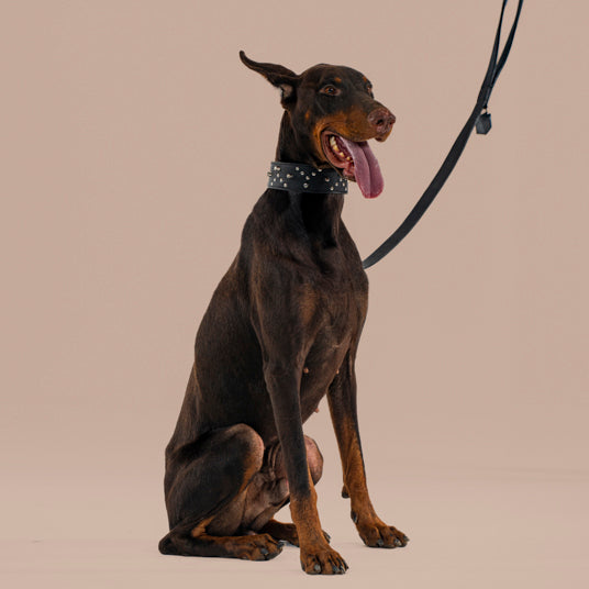 Black Studded Dog Collar - Barknod