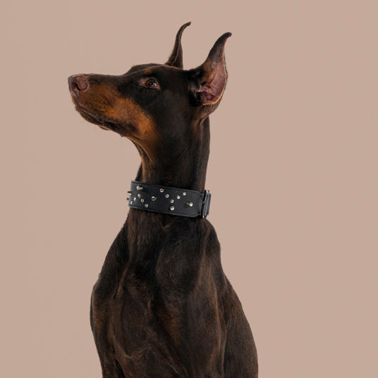 Black Studded Dog Collar - Barknod